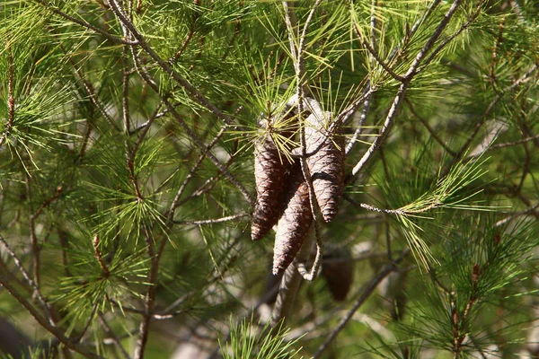 Fruits Mûrs Baies Sur Les Arbres Dans Parc Ville Hiver — Photo