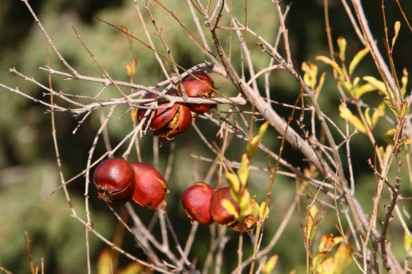 Frutos Maduros Bagas Árvores Parque Cidade Inverno Dezembro Israel — Fotografia de Stock