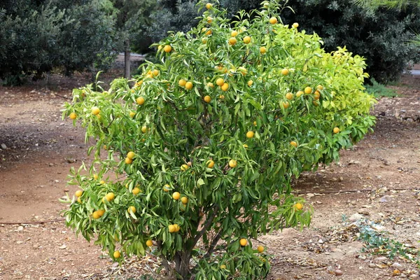 12月の冬にイスラエルの都市公園の木の上で熟した果物や果実 — ストック写真