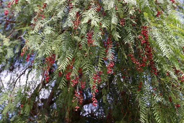 Fruits Mûrs Baies Sur Les Arbres Dans Parc Ville Hiver — Photo