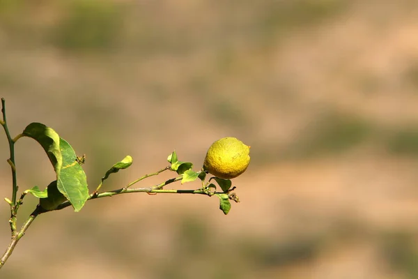 Rijp Fruit Bessen Bomen Een Stadspark Winter December Israël — Stockfoto