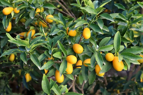 Frutti Maturi Bacche Sugli Alberi Parco Cittadino Inverno Dicembre Israele — Foto Stock