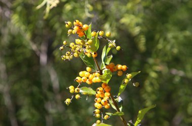 Aralık ayında İsrail 'de bir şehir parkında ağaçlarda meyveler ve böğürtlenler 