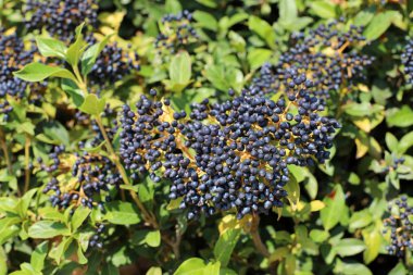 Aralık ayında İsrail 'de bir şehir parkında ağaçlarda meyveler ve böğürtlenler 