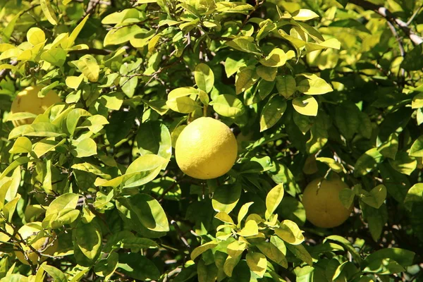 Frutas Maduras Bayas Los Árboles Parque Ciudad Invierno Diciembre Israel — Foto de Stock