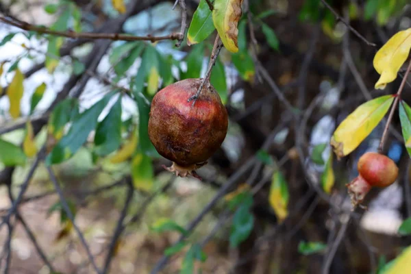 Reife Früchte Und Beeren Auf Bäumen Einem Stadtpark Winter Dezember — Stockfoto