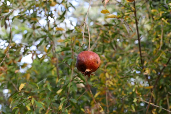 Dojrzałe Owoce Jagody Drzewach Parku Miejskim Zimą Grudniu Izraelu — Zdjęcie stockowe