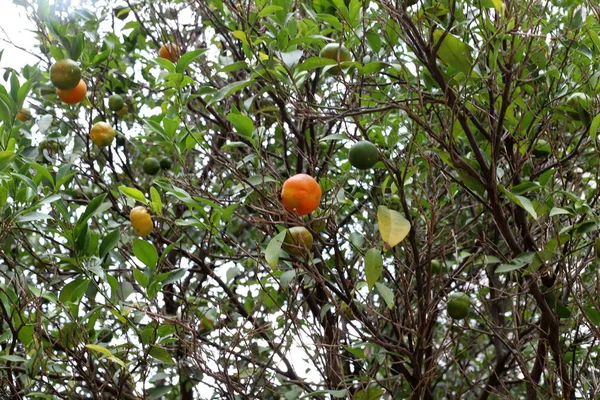 Ripe Fruits Berries Trees City Park Winter December Israel — Stock Photo, Image