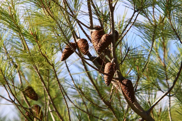 Frutas Maduras Bayas Los Árboles Parque Ciudad Invierno Diciembre Israel — Foto de Stock