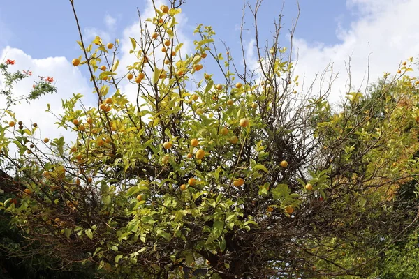 Frutas Maduras Bayas Los Árboles Parque Ciudad Invierno Diciembre Israel — Foto de Stock