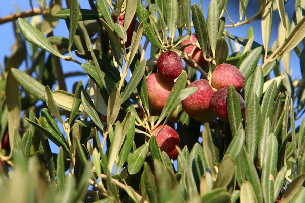 Reife Früchte Und Beeren Auf Bäumen Einem Stadtpark Winter Dezember — Stockfoto