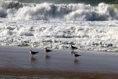 Kış fırtınası ve şiddetli rüzgar Akdeniz 'de eyaletin kuzeyinde İsrail' e doğru esiyor. 