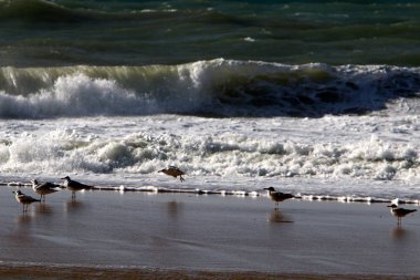 Kış fırtınası ve şiddetli rüzgar Akdeniz 'de eyaletin kuzeyinde İsrail' e doğru esiyor. 