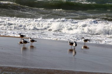 Kış fırtınası ve şiddetli rüzgar Akdeniz 'de eyaletin kuzeyinde İsrail' e doğru esiyor. 