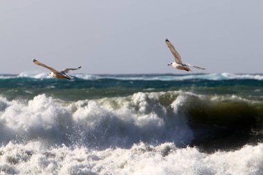 Kış fırtınası ve şiddetli rüzgar Akdeniz 'de eyaletin kuzeyinde İsrail' e doğru esiyor. 