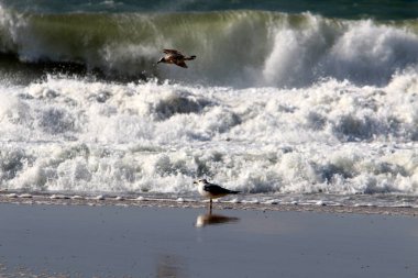 Kış fırtınası ve şiddetli rüzgar Akdeniz 'de eyaletin kuzeyinde İsrail' e doğru esiyor. 
