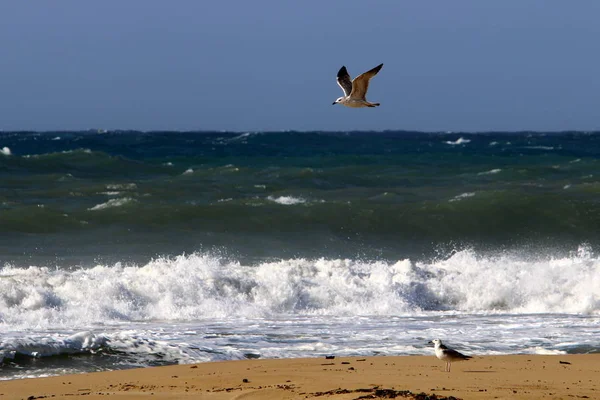 Tempête Hivernale Vent Fort Dans Mer Méditerranée Nord État Israël — Photo