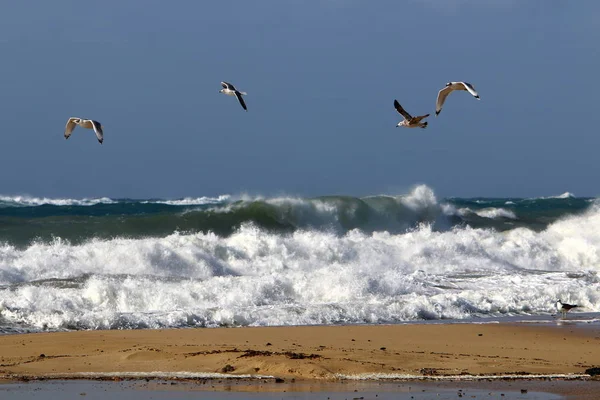 Winter Storm Strong Wind Mediterranean Sea North State Israel — Stock Photo, Image