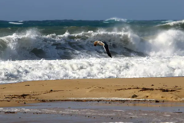 Tempesta Invernale Forte Vento Nel Mar Mediterraneo Nel Nord Dello — Foto Stock