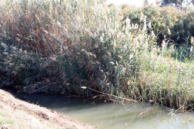 İsrail 'in kuzeyindeki nehirde sazlık çalılığı 