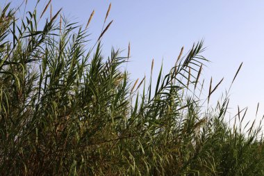 İsrail 'in kuzeyindeki nehirde sazlık çalılığı 