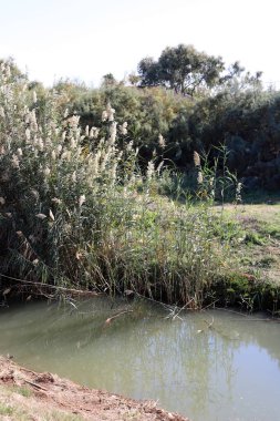 İsrail 'in kuzeyindeki nehirde sazlık çalılığı 