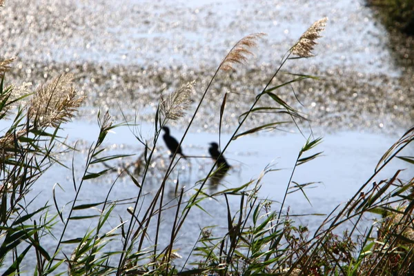 Matagal Juncos Rio Norte Israel — Fotografia de Stock