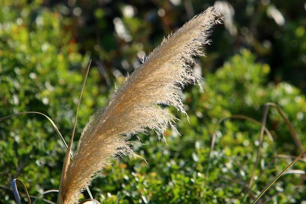 Fourrés Roseaux Sur Fleuve Dans Nord Israël — Photo