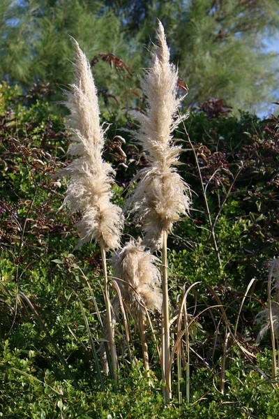 Matorral Cañas Río Norte Israel — Foto de Stock