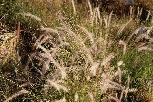 Boscaglia Canne Sul Fiume Nel Nord Israele — Foto Stock