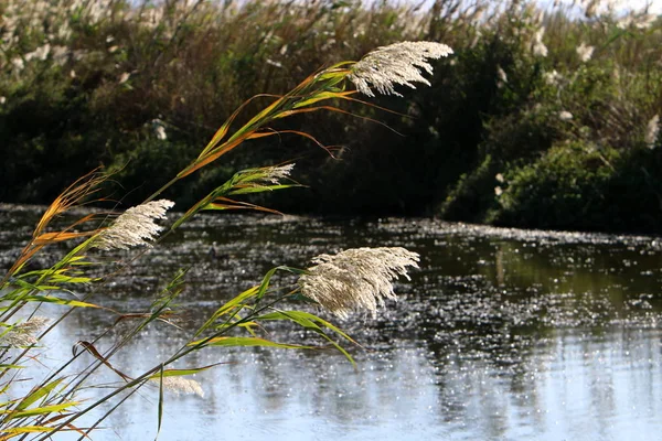 Schilfdickicht Fluss Norden Von Island — Stockfoto