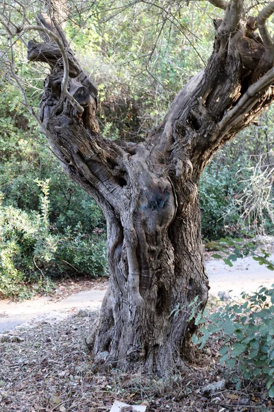 Trees Shrubs City Park Winter North State Israel — Stock Photo, Image