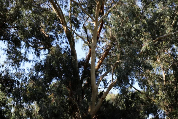 Деревья Кустарники Городском Парке Зимой Севере Израиля — стоковое фото