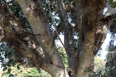 İsrail devletinin kuzeyindeki bir şehir parkında ağaçlar ve çalılar 