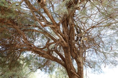 İsrail devletinin kuzeyindeki bir şehir parkında ağaçlar ve çalılar 