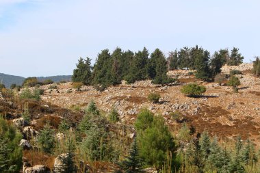 İsrail devletinin kuzeyindeki bir şehir parkında ağaçlar ve çalılar 