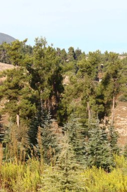 İsrail devletinin kuzeyindeki bir şehir parkında ağaçlar ve çalılar 
