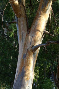 İsrail devletinin kuzeyindeki bir şehir parkında ağaçlar ve çalılar 