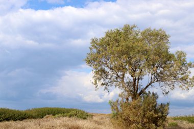 İsrail devletinin kuzeyindeki bir şehir parkında ağaçlar ve çalılar 
