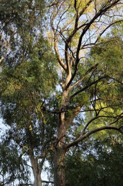 İsrail devletinin kuzeyindeki bir şehir parkında ağaçlar ve çalılar 