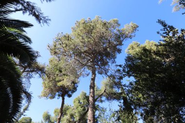 İsrail devletinin kuzeyindeki bir şehir parkında ağaçlar ve çalılar 