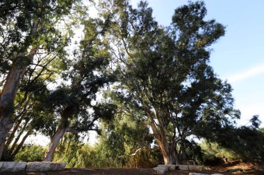 İsrail devletinin kuzeyindeki bir şehir parkında ağaçlar ve çalılar 