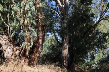 İsrail devletinin kuzeyindeki bir şehir parkında ağaçlar ve çalılar 