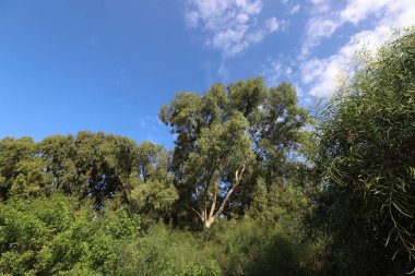 İsrail devletinin kuzeyindeki bir şehir parkında ağaçlar ve çalılar 