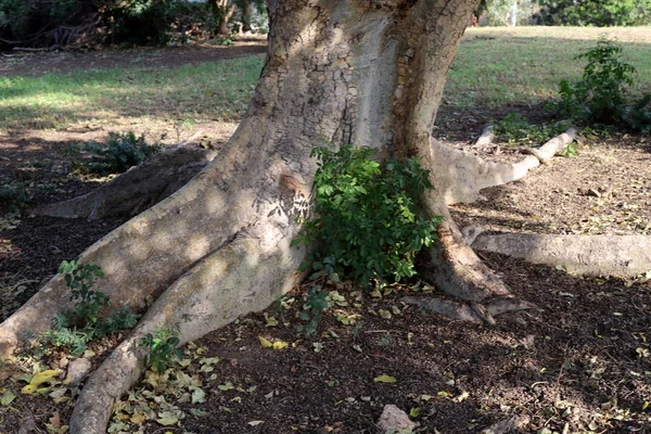 Trees Shrubs City Park Winter North State Israel — Stock Photo, Image