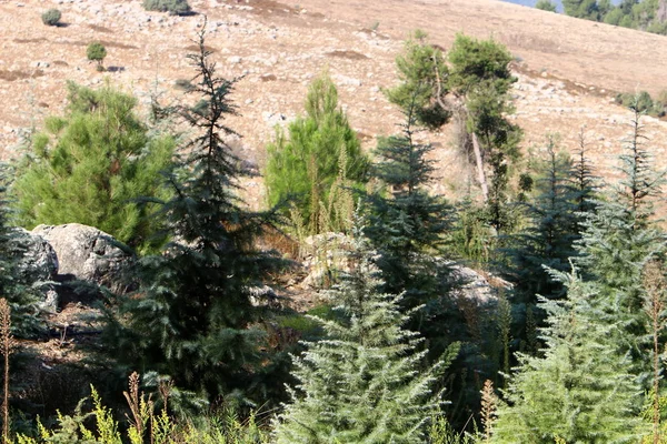 Bäume Und Sträucher Einem Stadtpark Norden Des Bundesstaates Israel — Stockfoto