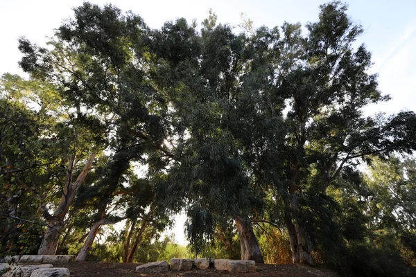 Árboles Arbustos Parque Urbano Invierno Norte Del Estado Israel — Foto de Stock