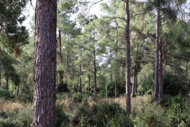 İsrail devletinin kuzeyindeki bir şehir parkında ağaçlar ve çalılar 