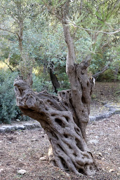 Дерева Кущі Міському Парку Взимку Півночі Ізраїлю — стокове фото