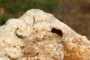 İsrail 'in kuzeyindeki dağlarda taş ve kaya dokusu 